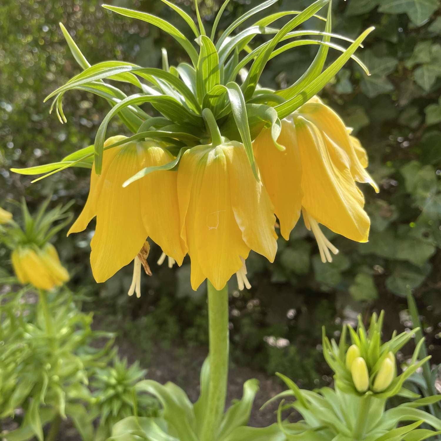 Kaiserkrone (Fritillaria) 'Lutea' - Kejserkrone